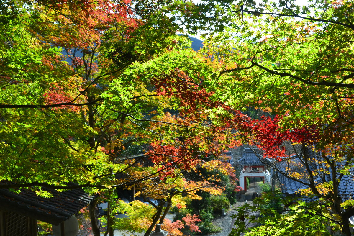 西光寺の紅葉 見頃 2017年11月12日 撮影:MKタクシー