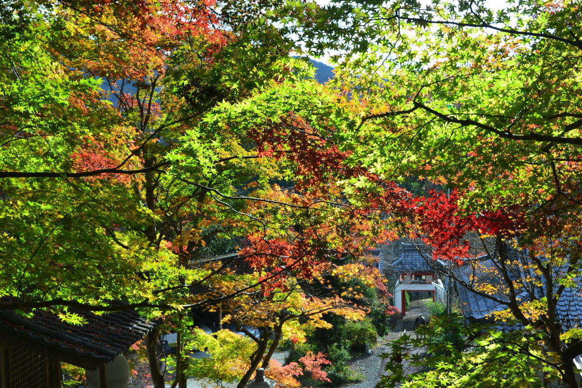 西光寺の紅葉　見頃　2017年11月12日　撮影：MKタクシー