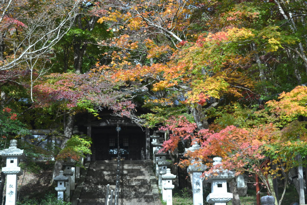 西光寺の紅葉 見頃 2017年11月12日 撮影:MKタクシー