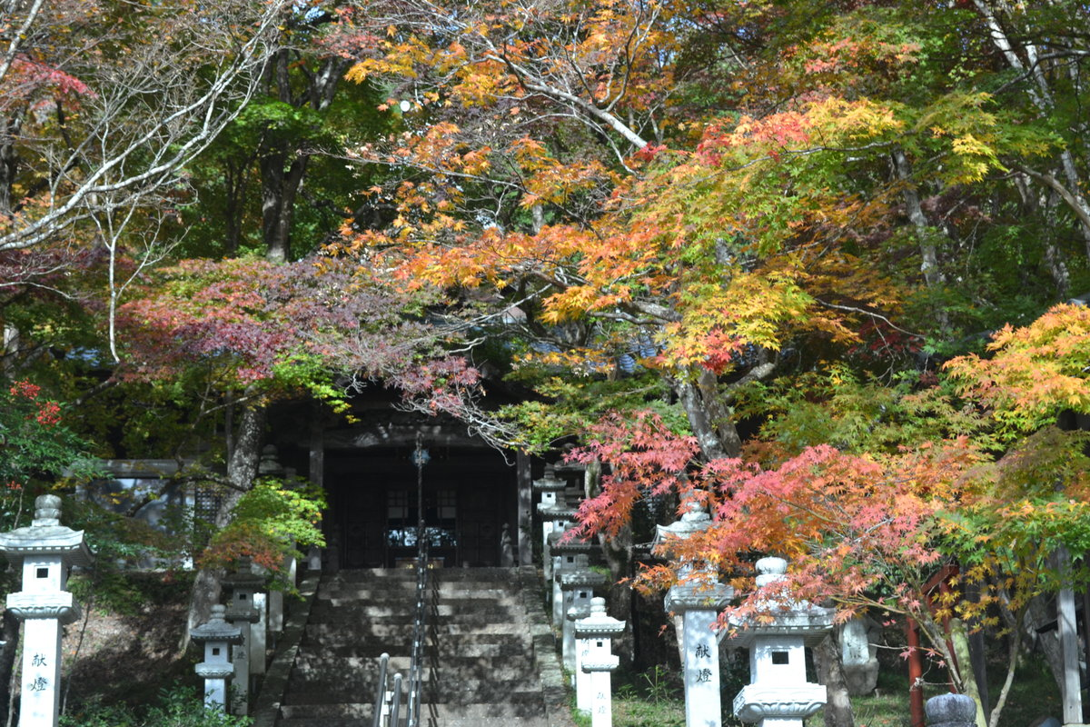 西光寺の紅葉　見頃　2017年11月12日　撮影：MKタクシー