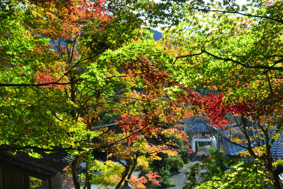 西光寺の紅葉 見頃 2017年11月12日 撮影:MKタクシー