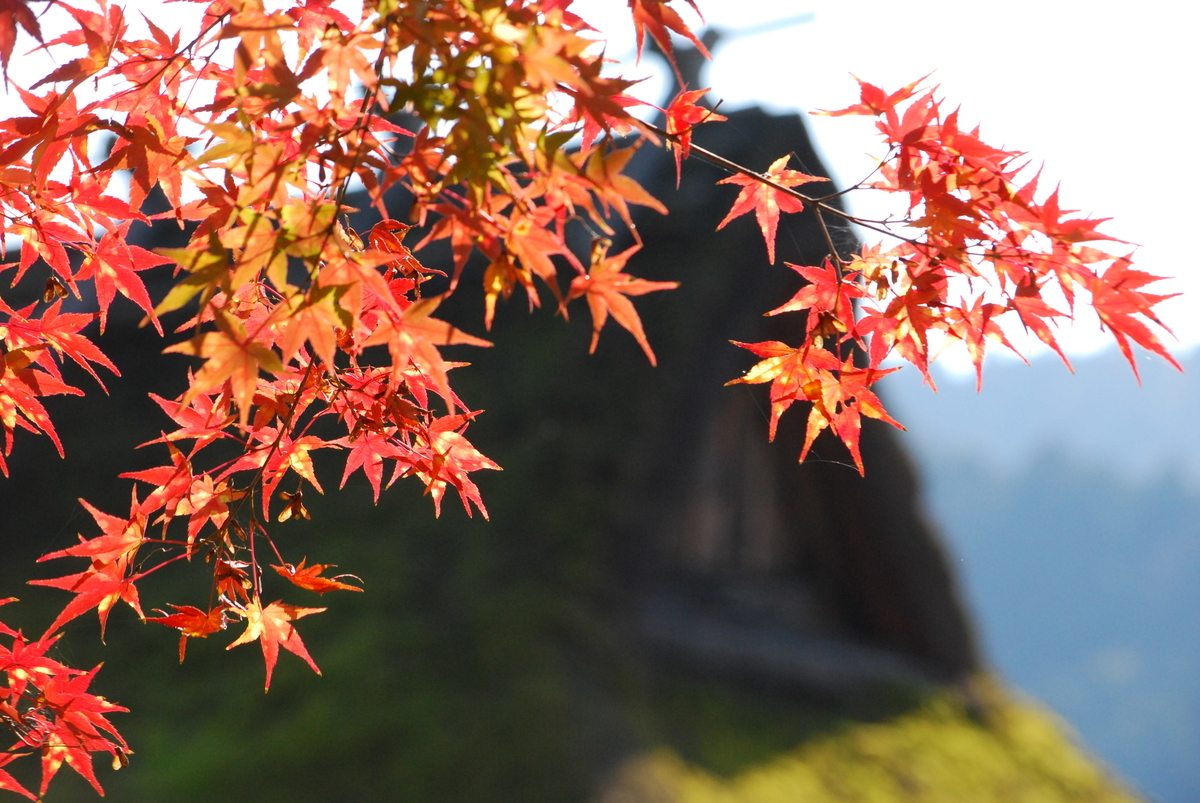 美山かやぶきの里の紅葉 見頃 2014年11月22日 撮影:MKタクシー