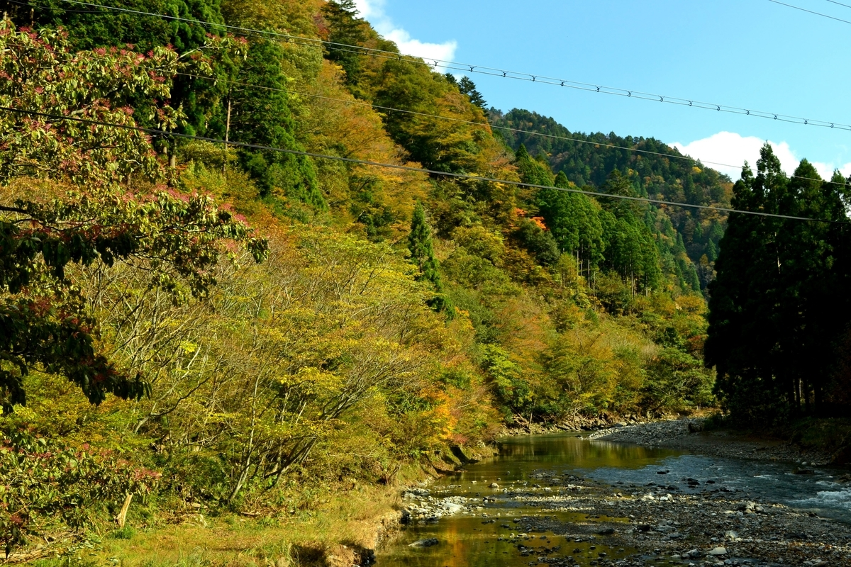 芦生研究林事務所付近の紅葉 見頃 2017年11月3日 撮影:MKタクシー