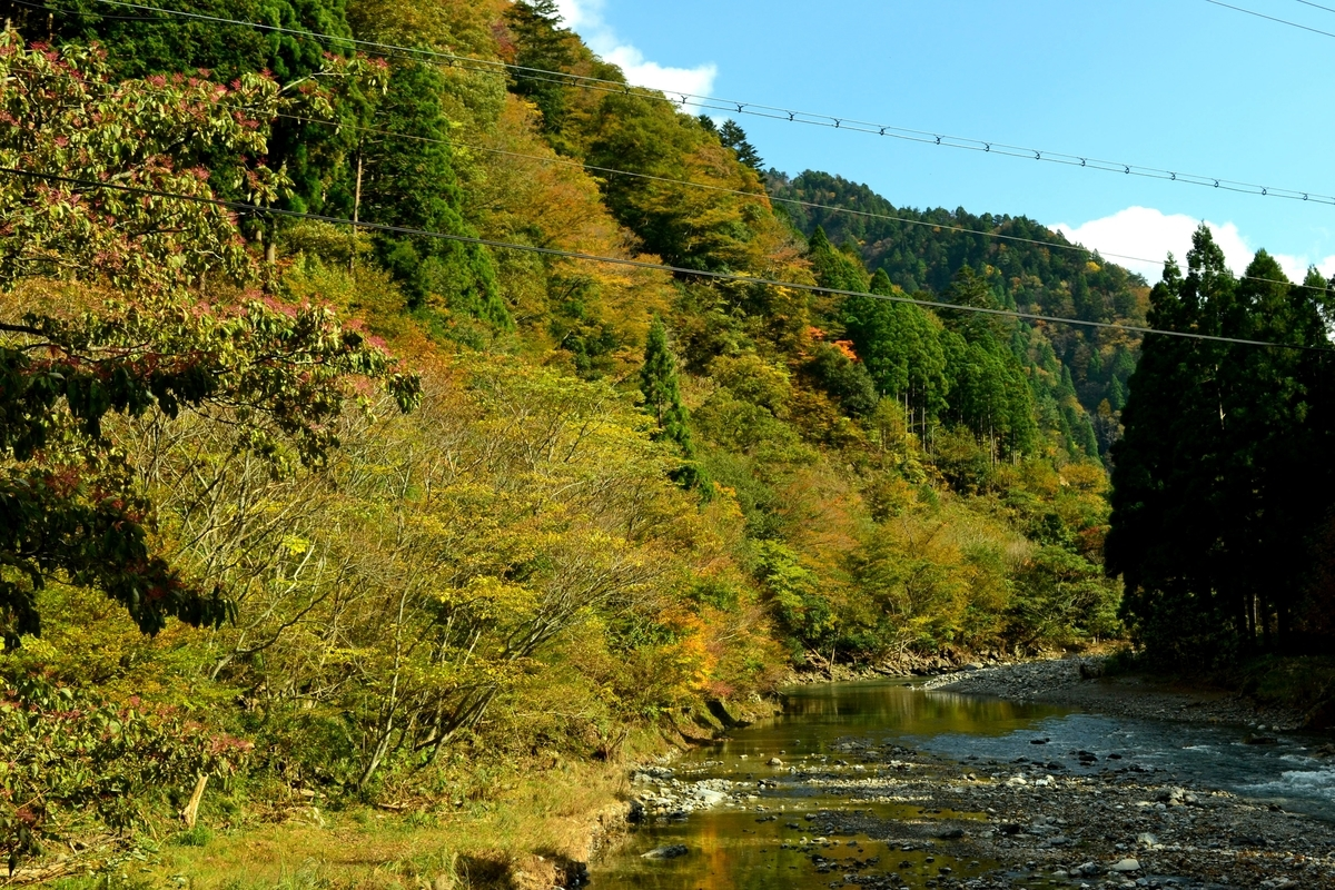 芦生研究林事務所付近の紅葉　見頃　2017年11月3日　撮影：MKタクシー