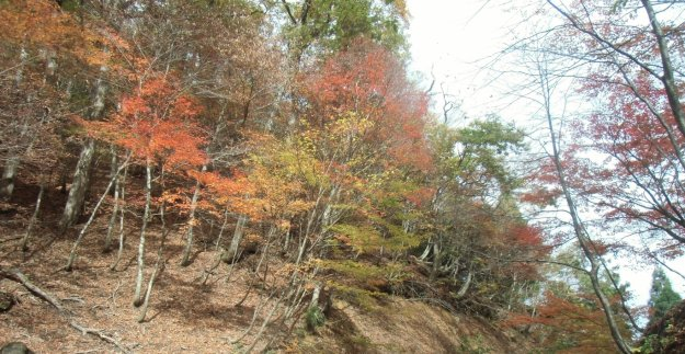 地蔵峠の紅葉 見頃 2013年11月9日 撮影:MKタクシー