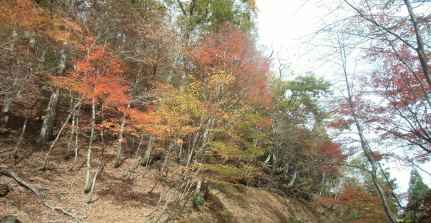 地蔵峠の紅葉　見頃　2013年11月9日　撮影：MKタクシー