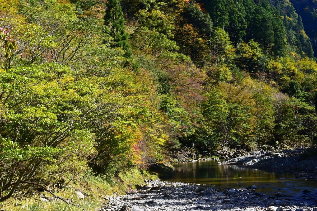 芦生研究林事務所付近の紅葉 見頃 2019年11月10日 撮影:MKタクシー