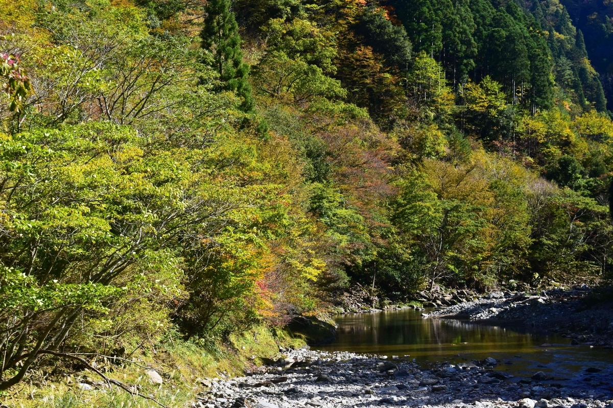 芦生研究林事務所付近の紅葉　見頃　2019年11月10日　撮影：MKタクシー