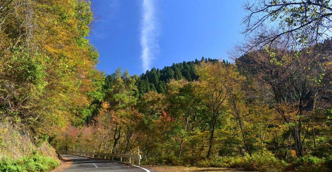 佐々里峠の紅葉　見頃　2019年11月10日　撮影：MKタクシー