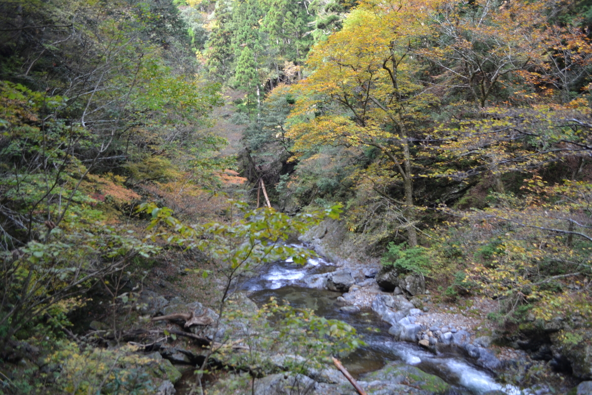 芦生トロッコ道の紅葉 見頃 2011年11月3日 撮影:MKタクシー