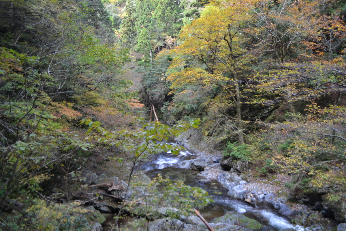 芦生トロッコ道の紅葉　見頃　2011年11月3日　撮影：MKタクシー