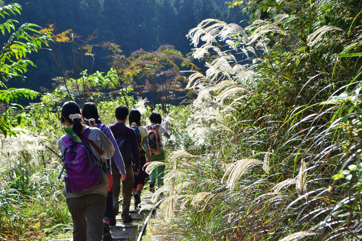 芦生トロッコ道の紅葉　見頃　2011年11月3日　撮影：MKタクシー