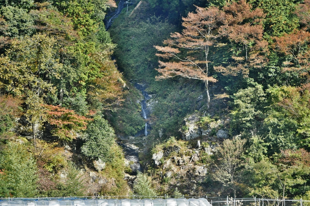 蓮如の滝の紅葉　見頃　2019年11月10日　撮影：MKタクシー