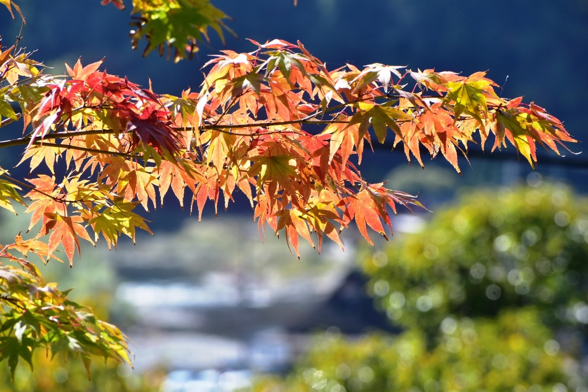 法明寺の紅葉　見頃　2019年11月10日　撮影：MKタクシー