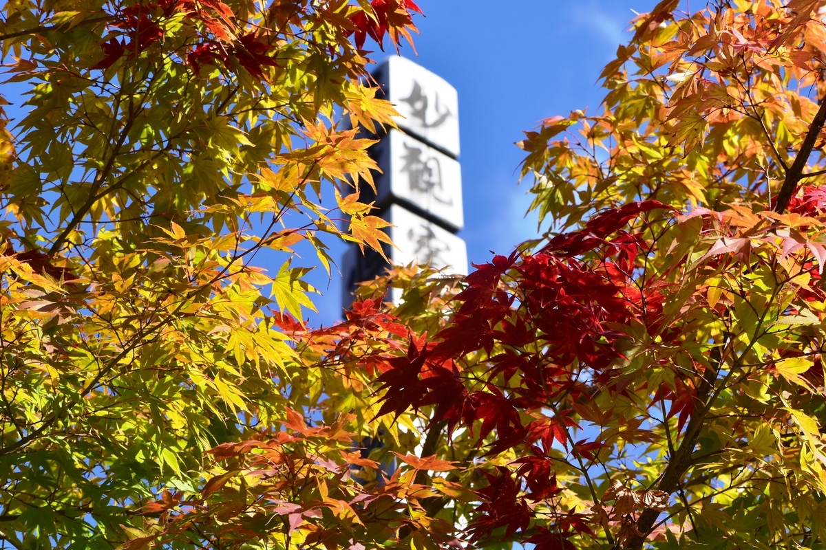 法明寺の紅葉 見頃 2019年11月10日 撮影:MKタクシー