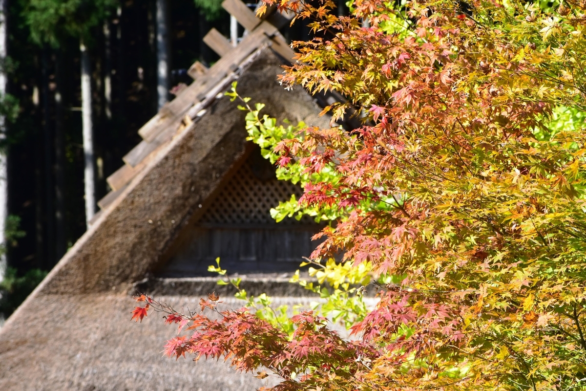 葺き替えられたばかりの屋根と紅葉 見頃 2019年11月10日 撮影:MKタクシー