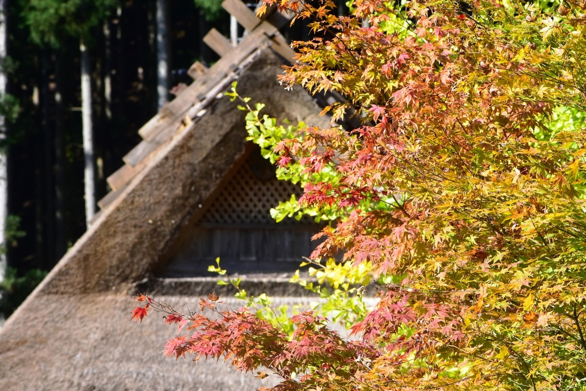 葺き替えられたばかりの屋根と紅葉　見頃　2019年11月10日　撮影：MKタクシー