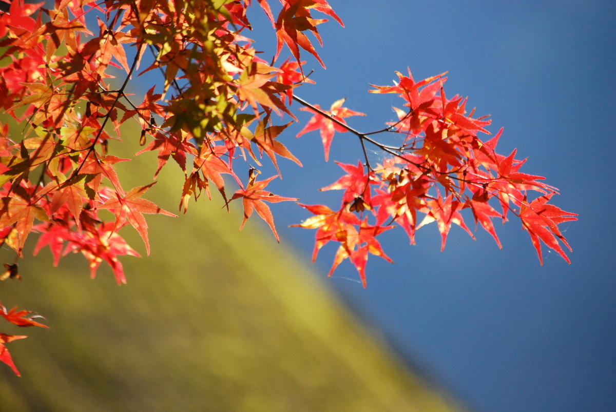 美山かやぶきの里の紅葉　見頃　2014年11月22日　撮影：MKタクシー