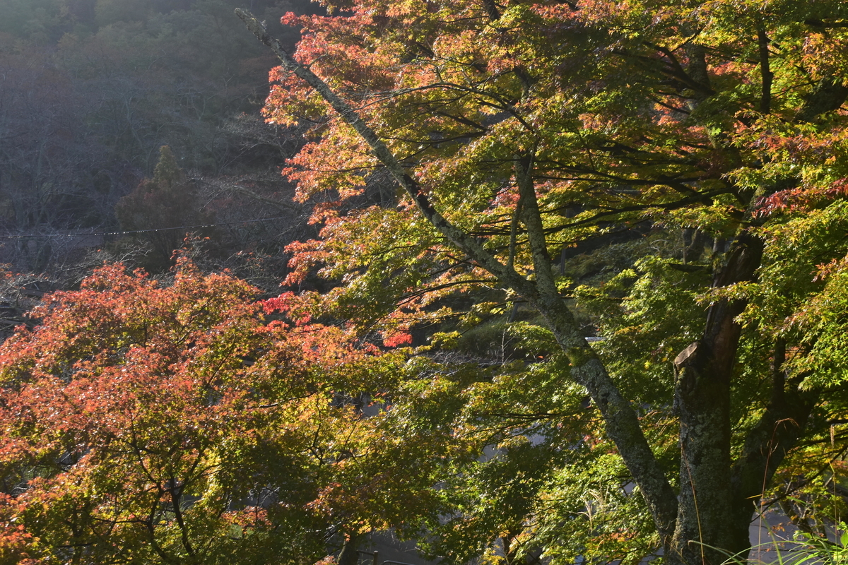 大野ダムの紅葉 見頃 2019年11月10日 撮影:MKタクシー