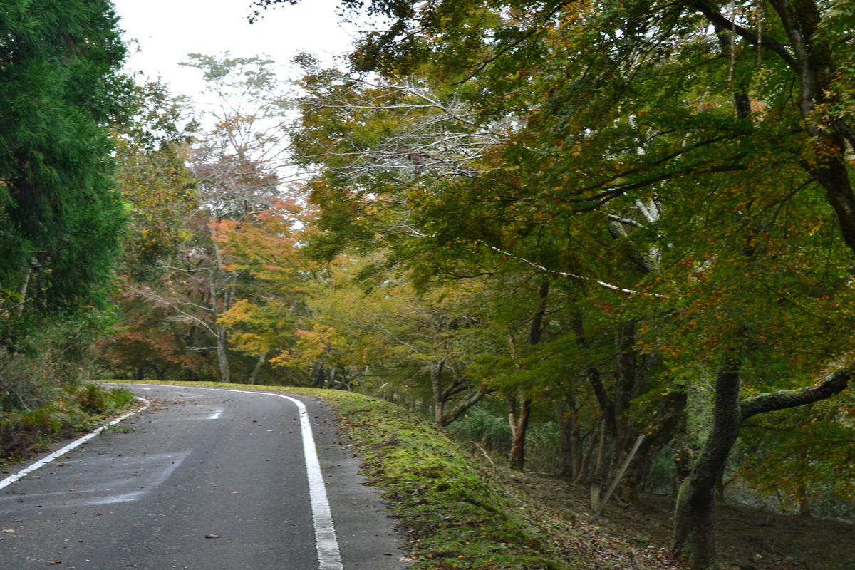 虹の湖遊歩道の紅葉　色づきはじめ　2017年11月3日　撮影：MKタクシー