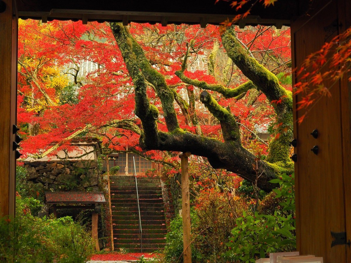神蔵寺・天上の木の紅葉 見頃 2016年11月11日 撮影:MKタクシー