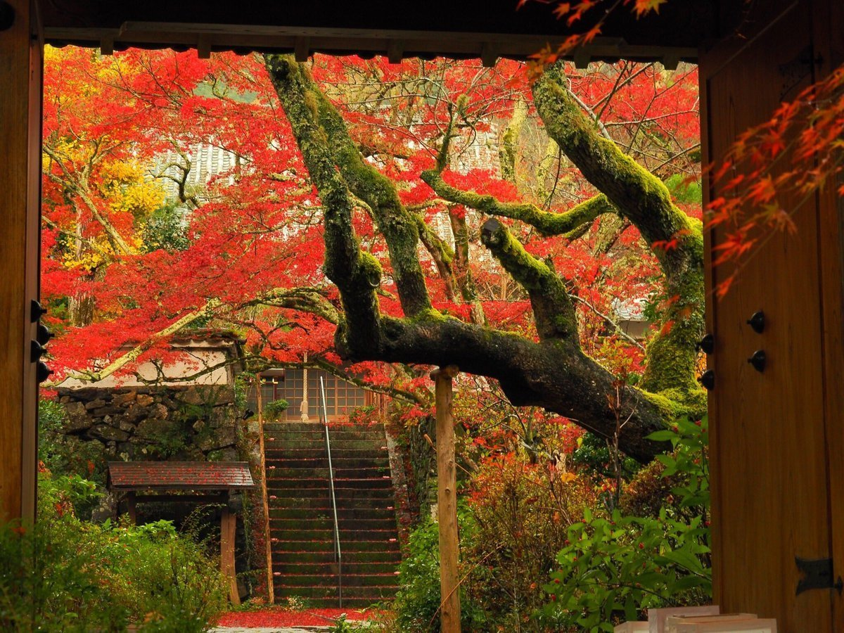 神蔵寺・天上の木の紅葉　見頃　2016年11月11日　撮影：MKタクシー