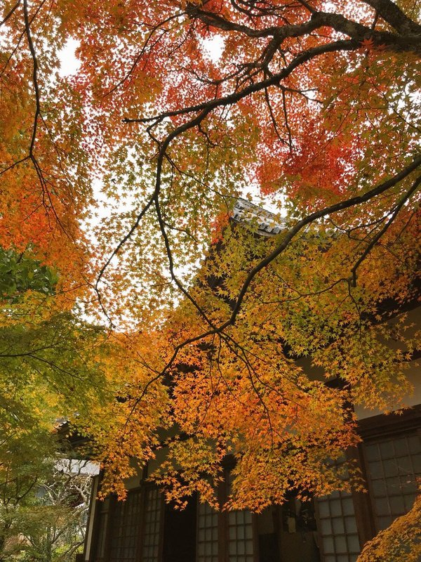 神蔵寺の紅葉 色づきはじめ 2019年11月4日 撮影:MKタクシー