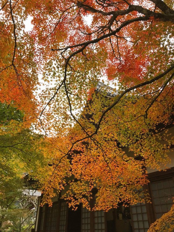 神蔵寺の紅葉　色づきはじめ　2019年11月4日　撮影：MKタクシー