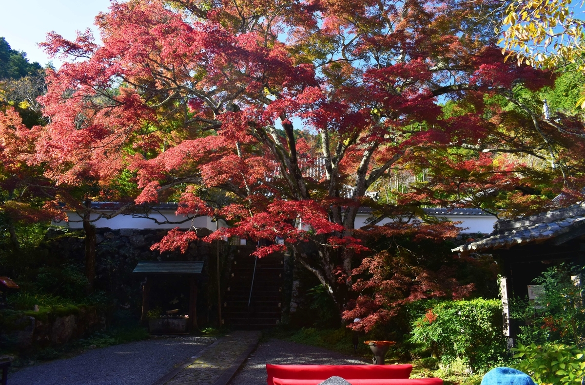 神蔵寺・天上の木の紅葉 見頃 2019年11月9日 撮影:MKタクシー