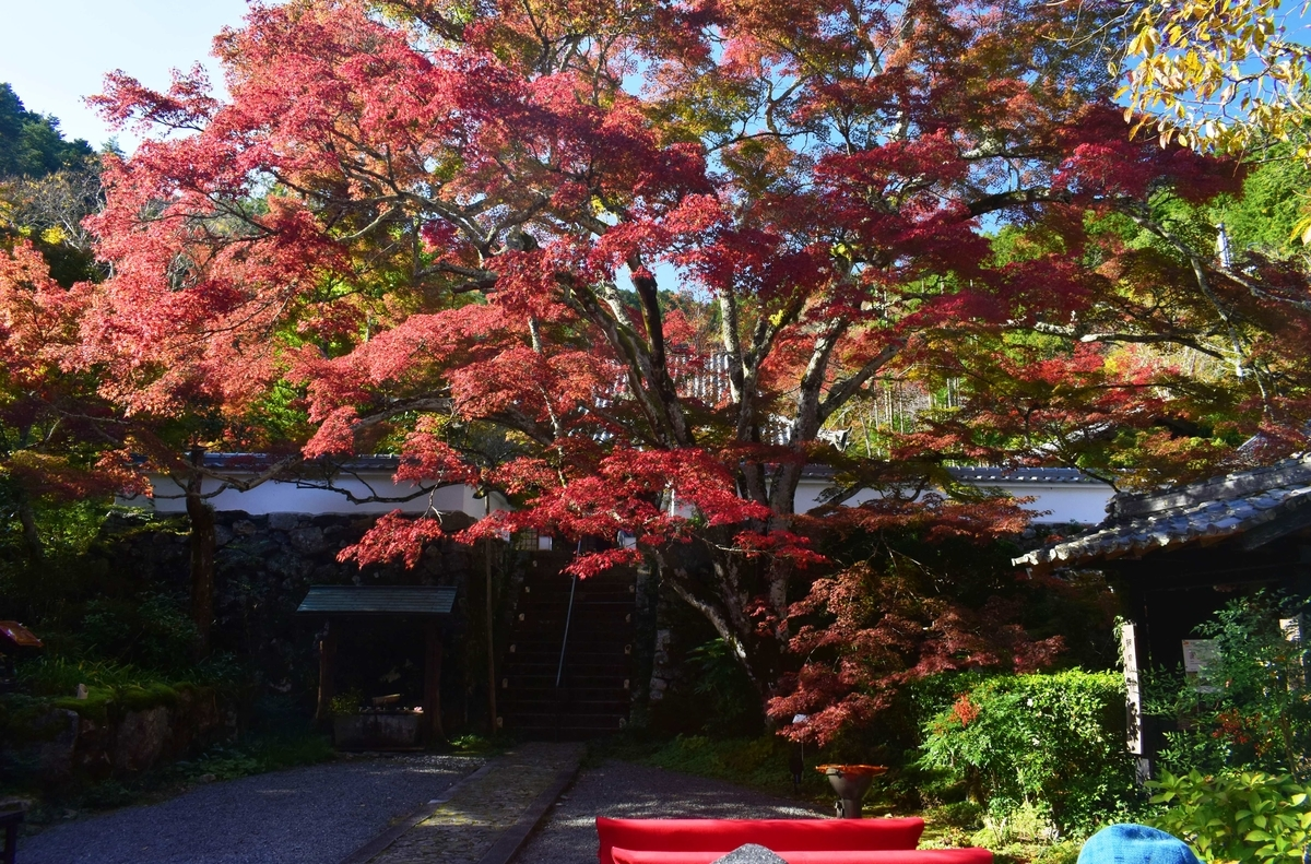 神蔵寺・天上の木の紅葉　見頃　2019年11月9日　撮影：MKタクシー