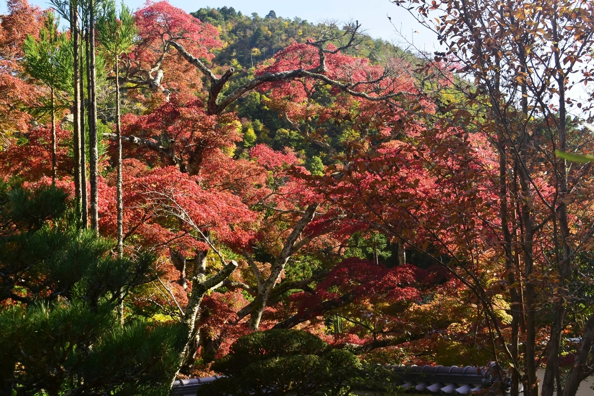 神蔵寺・天上の木の紅葉　見頃　2019年11月9日　撮影：MKタクシー