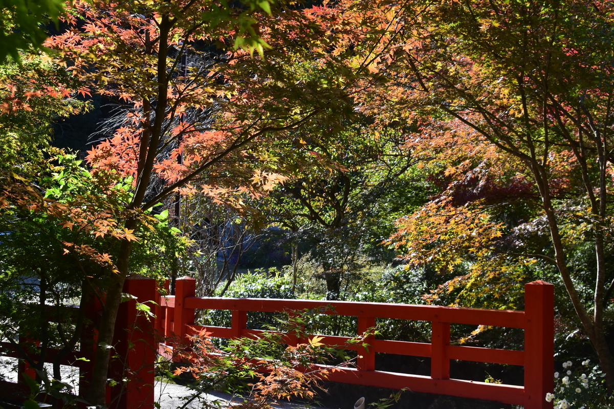 神蔵寺の紅葉　見頃　2019年11月9日　撮影：MKタクシー