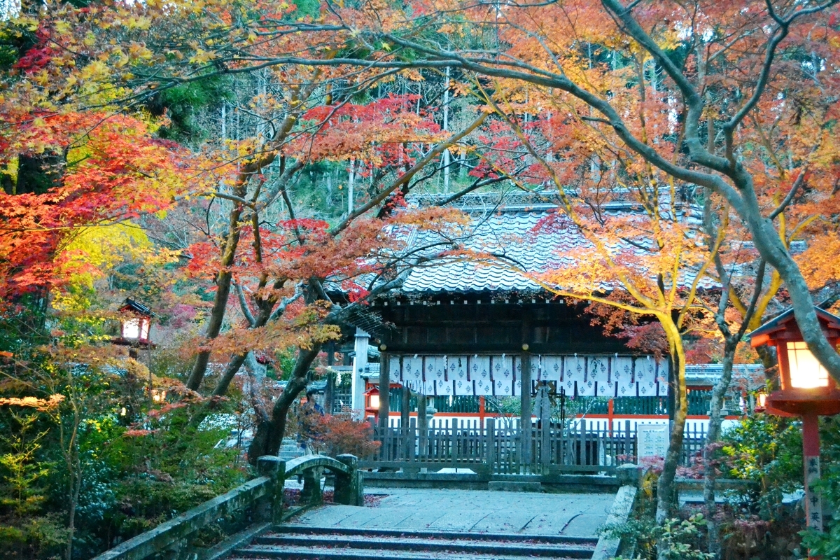 鍬山神社の紅葉ライトアップ　見頃　2017年11月12日　撮影：MKタクシー