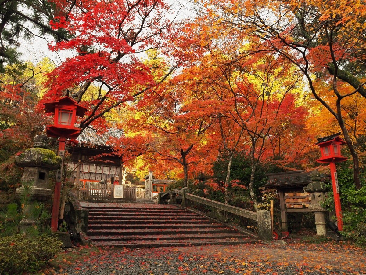 鍬山神社の紅葉 見頃 2016年11月11日 撮影:MKタクシー