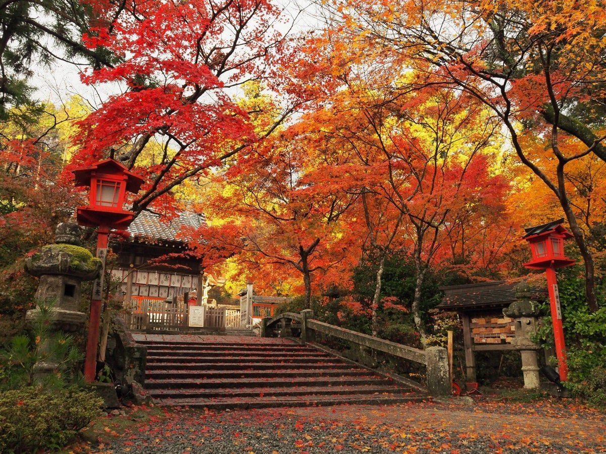 鍬山神社の紅葉　見頃　2016年11月11日　撮影：MKタクシー