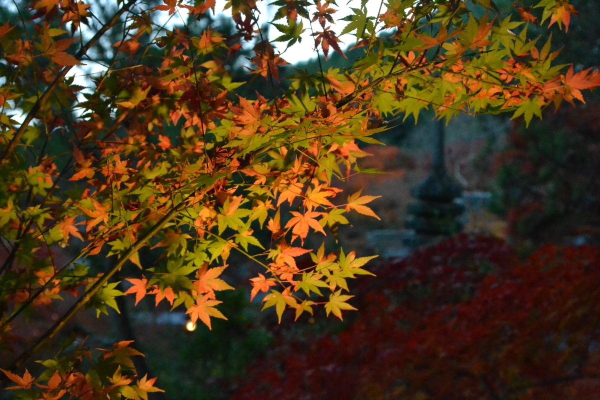 鍬山神社の紅葉　見頃　2016年11月11日　撮影：MKタクシー