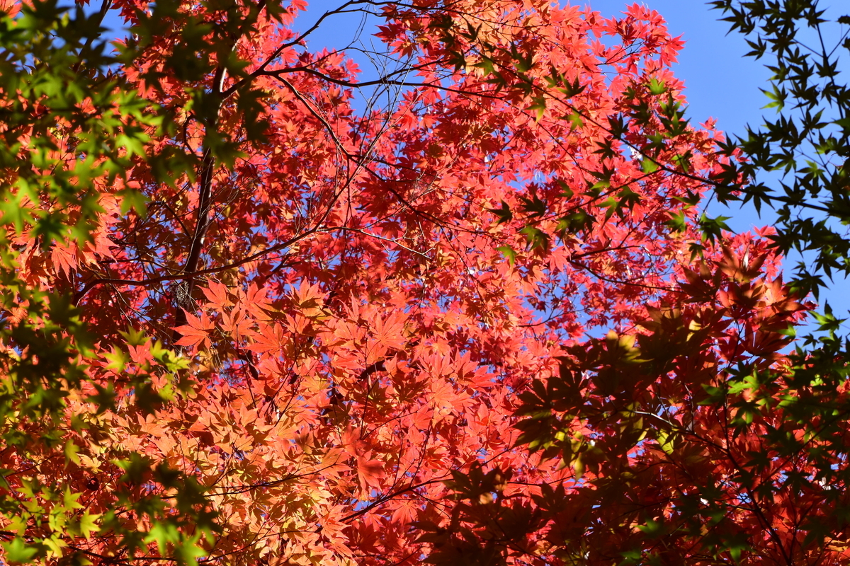 苗秀寺　紅葉　見頃近し　2019年11月9日　撮影：MKタクシー