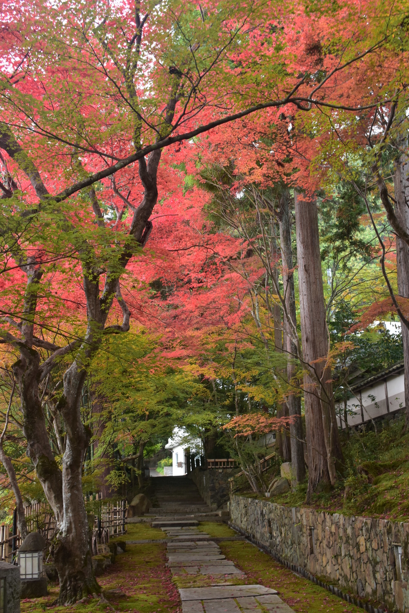 苗秀寺 紅葉 見頃 2019年11月16日 撮影:MKタクシー