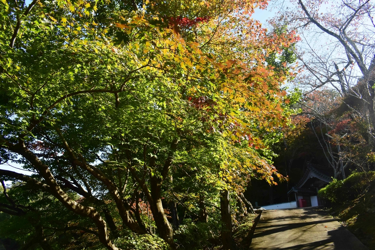 積善寺・裏参道の紅葉 色づきはじめ 2019年11月9日 撮影:MKタクシー