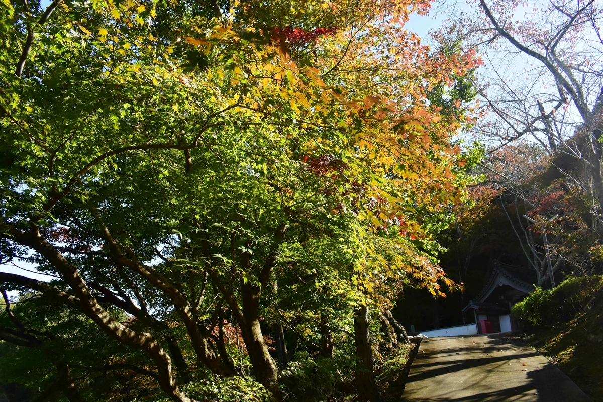 積善寺・裏参道の紅葉　色づきはじめ　2019年11月9日　撮影：MKタクシー