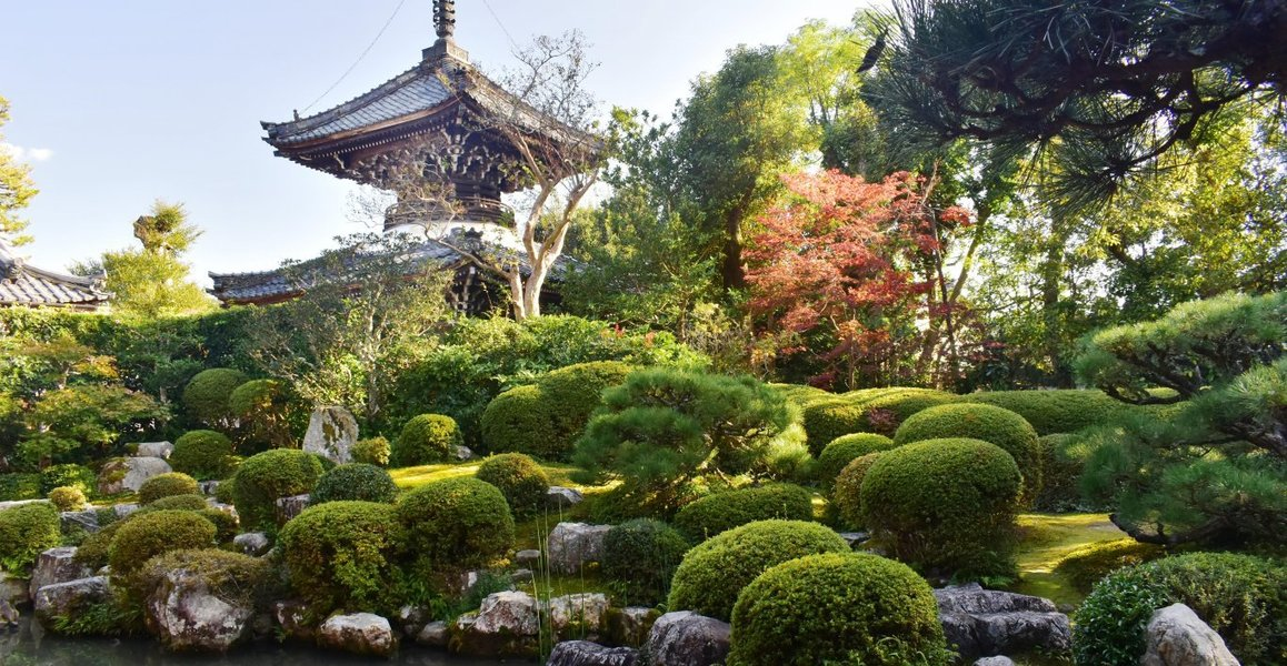 穴太寺・庭園の紅葉　色づきはじめ　2019年11月9日　撮影：MKタクシー