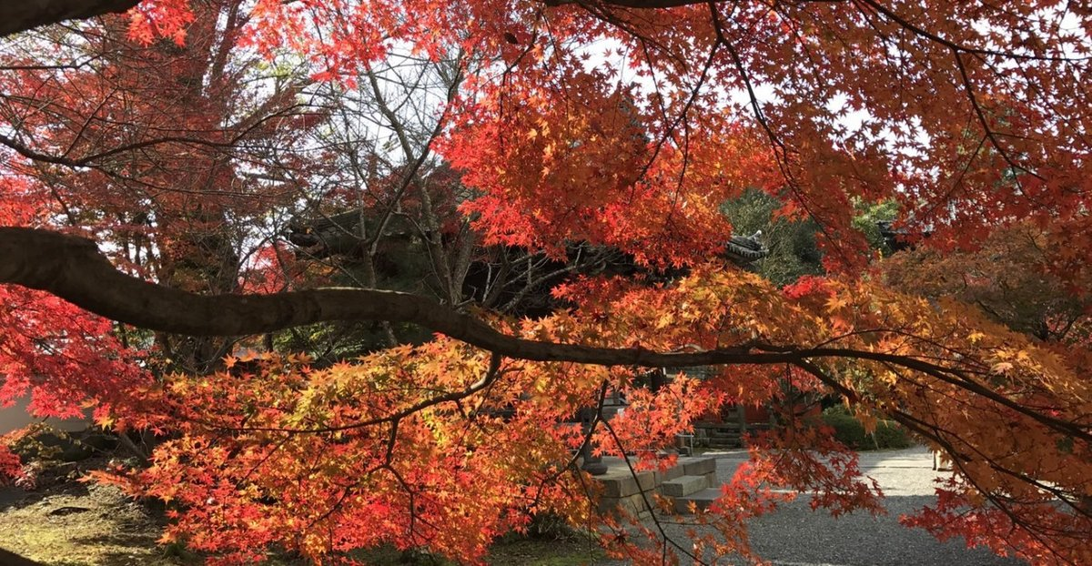穴太寺の紅葉 見頃 2019年11月16日 撮影:MKタクシー