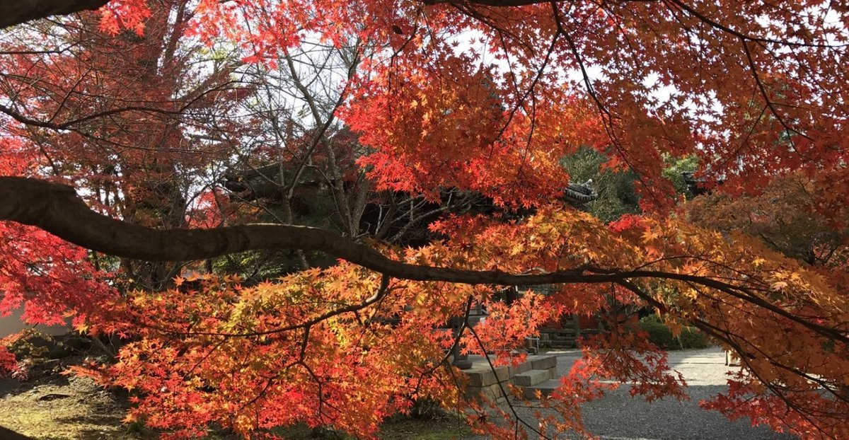 穴太寺の紅葉　見頃　2019年11月16日　撮影：MKタクシー