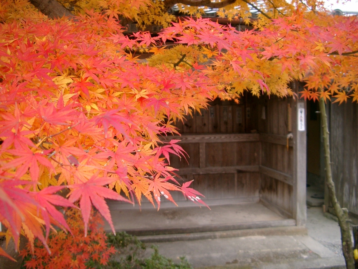 穴太寺の紅葉 見頃 2005年11月30日 撮影:MKタクシー