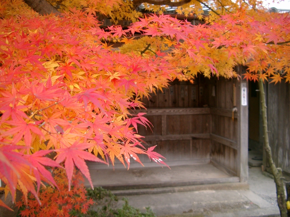 穴太寺の紅葉　見頃　2005年11月30日　撮影：MKタクシー