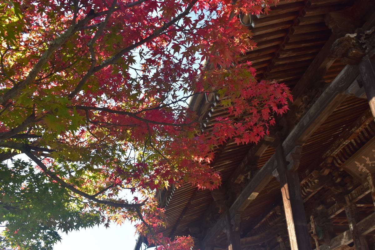 穴太寺の紅葉　色づきはじめ　2019年11月9日　撮影：MKタクシー