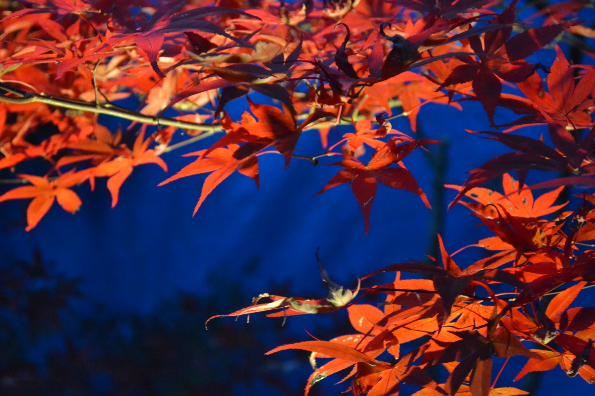 鍬山神社の紅葉ライトアップ 2017年11月12日 撮影:MKタクシー