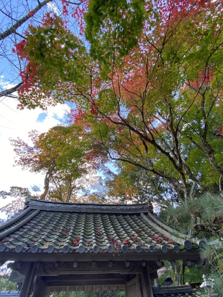 積善寺・山門の紅葉　色づきはじめ　2020年11月3日　撮影：MKタクシー：MKタクシー