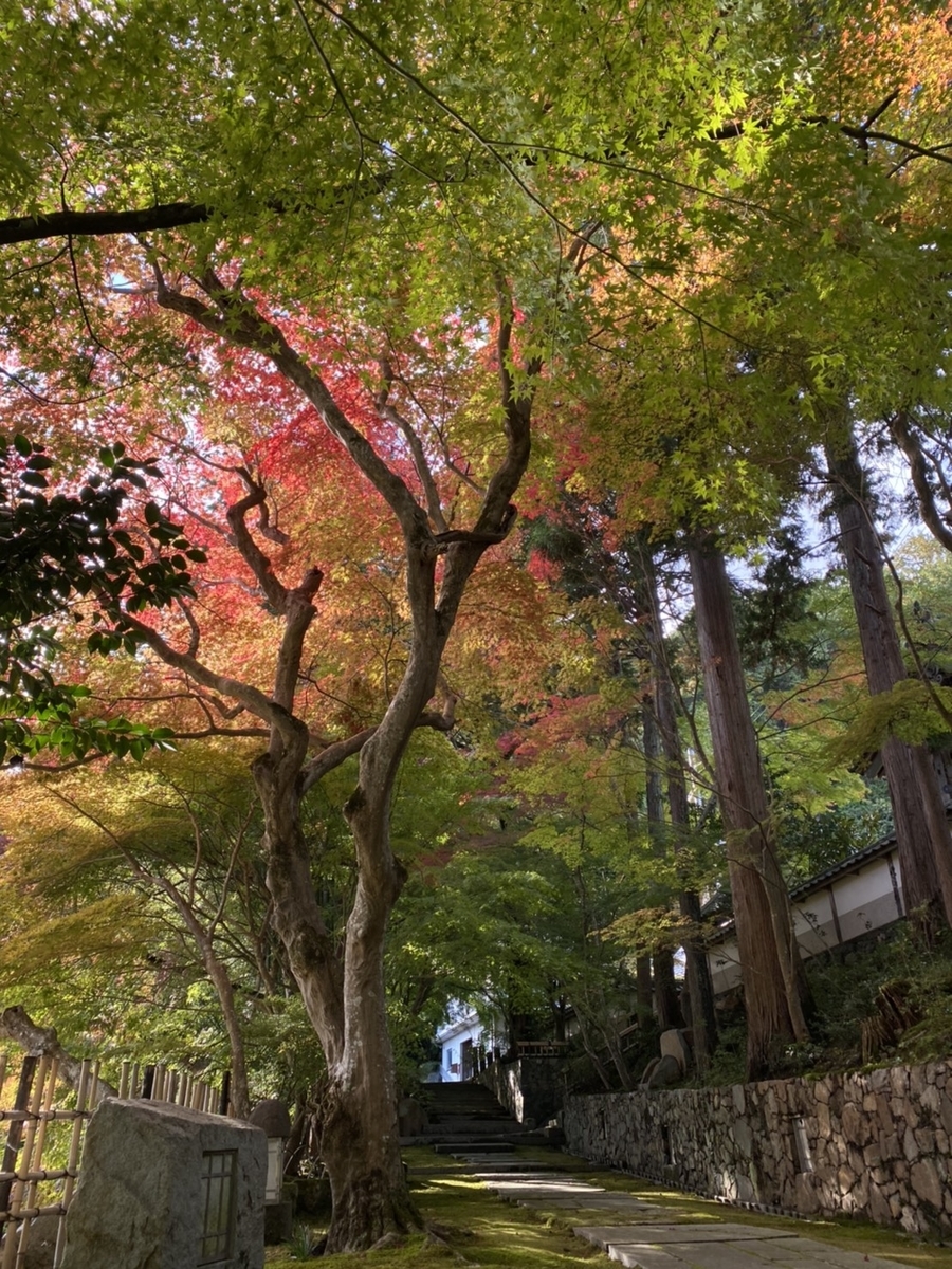 苗秀寺・参道の紅葉 色づきはじめ 2020年11月3日 撮影:MKタクシー:MKタクシー