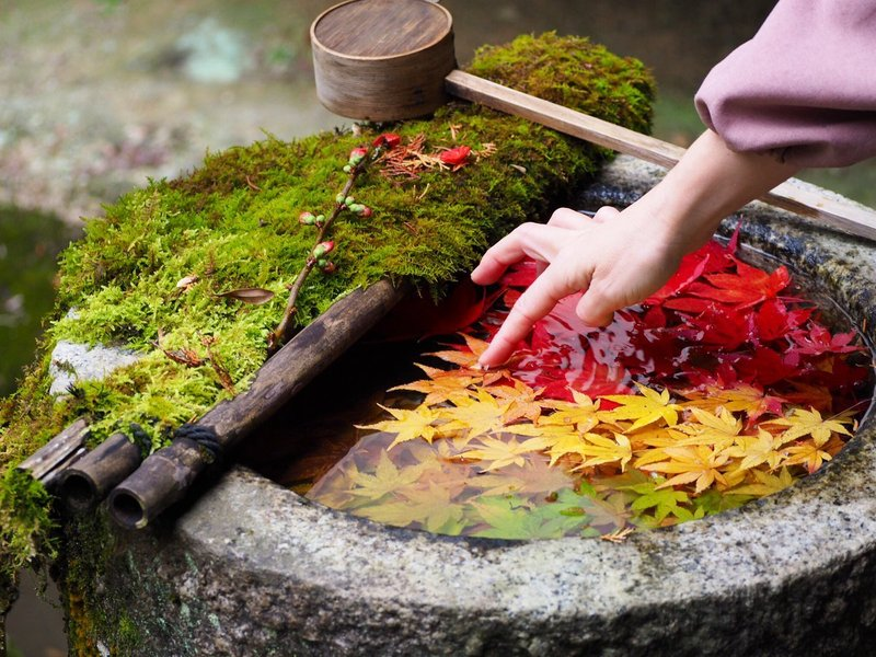 柳谷観音楊谷寺・花手水の紅葉 見頃 2018年12月5日 撮影:MKタクシー